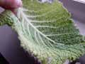 Cabbage leaves Cabbage leaves