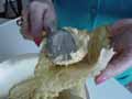 Place filling in cabbage leaf Place filling in cabbage leaf